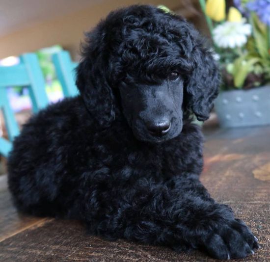 5 Tipos De Caniche Estandar Mediano Enano Toy Taza De Te Colores