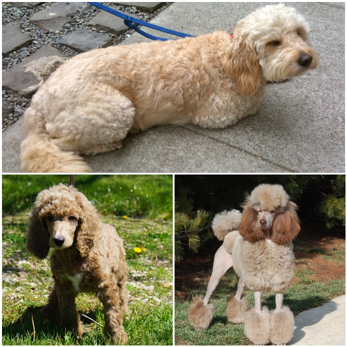 5 Tipos de Caniche: Estándar, Mediano, Enano, Taza de Té Colores