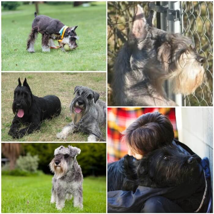 Schnauzers jugando y socializando con niños 