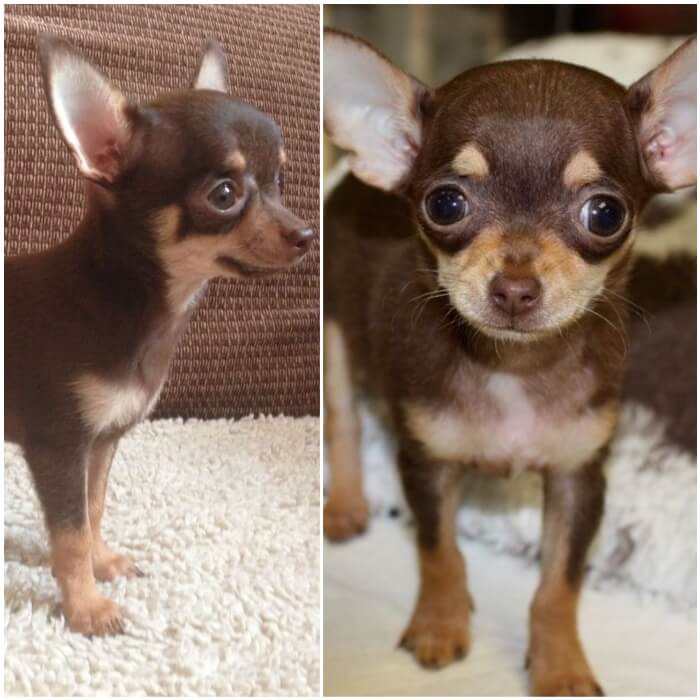 Los 30 Colores De La Raza Chihuahua Tipos Y Patrones De Manchas