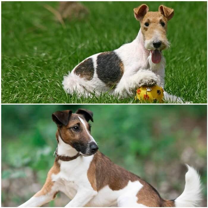 Pasto rojo esposa Cómo es el Carácter del Fox Terrier? Temperamento y Personalidad