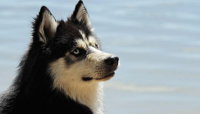 Los Verdaderos Tipos De Husky Fotos Colores Ojos Pelaje