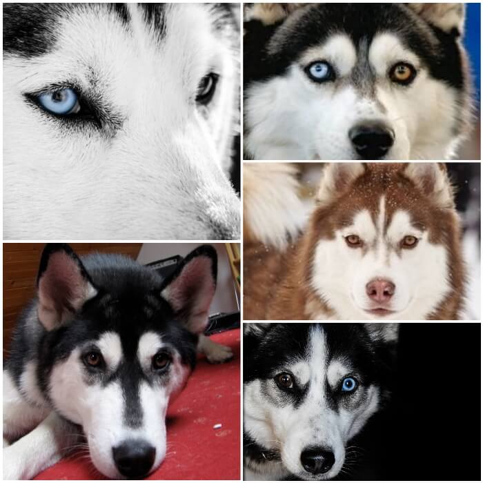 Los Verdaderos Tipos De Husky Fotos Colores Ojos Pelaje