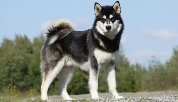 Los Verdaderos Tipos De Husky Fotos Colores Ojos Pelaje