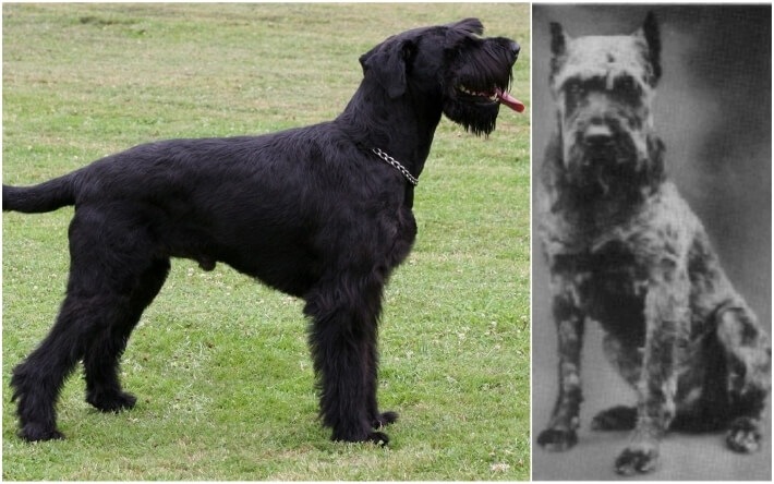 Perros schnauzer gigante