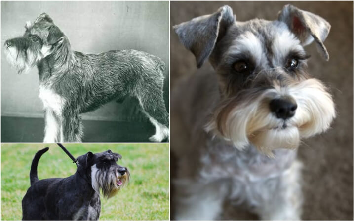 Perros schnauzer miniatura