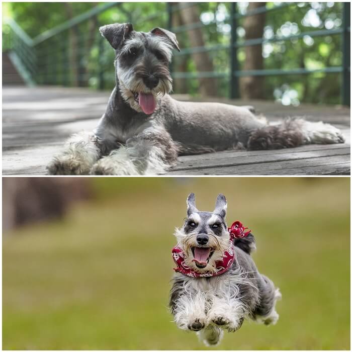 Schnauzer miniatura activo