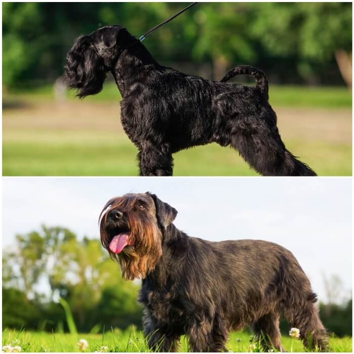 Perro schnauzer estándar negro