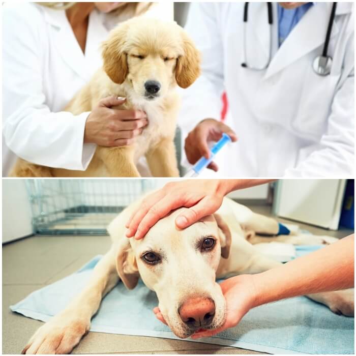 Vómitos en perros-diagnóstico y tratamientos