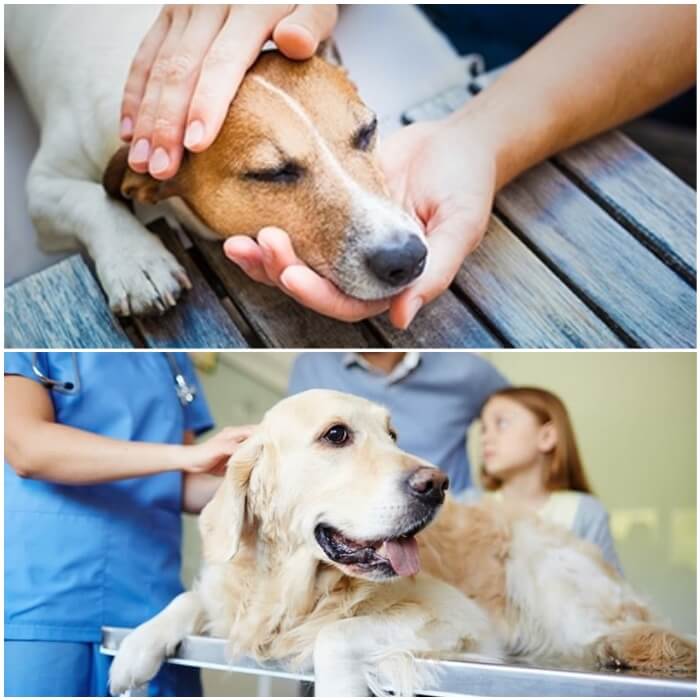 Perro con vómito de espuma verde