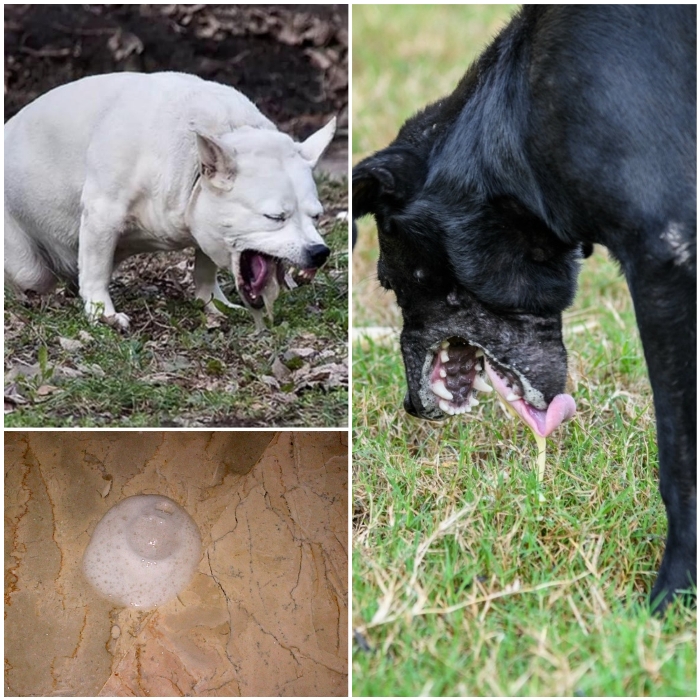 Vómito blanco en perros