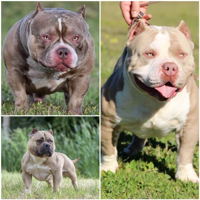 Pitbull Bully americano