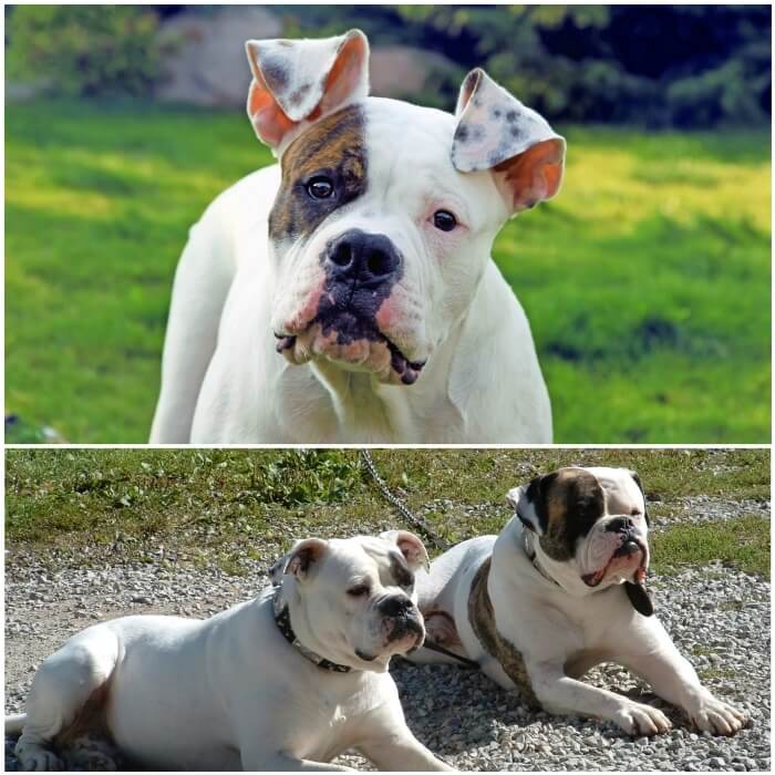 Pitbull bulldog americano