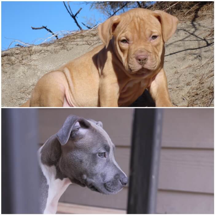 tipo de pitbull americano nariz roja y nariz azul