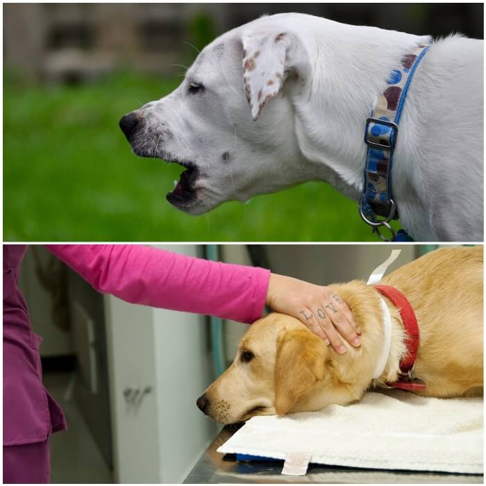 Guía de colores sobre el vómito en perros