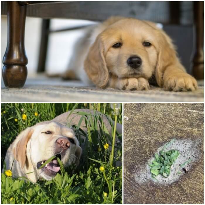 Vómito verde en los perros