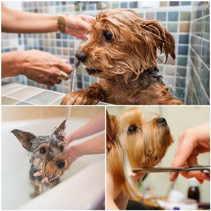 Qué cuidados lleva el yorkshire terrier