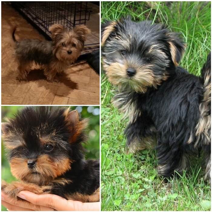 Tipos de yorkshire terrier mini y negro