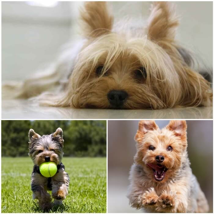 Comportamiento y carácter del yorkshire terrier