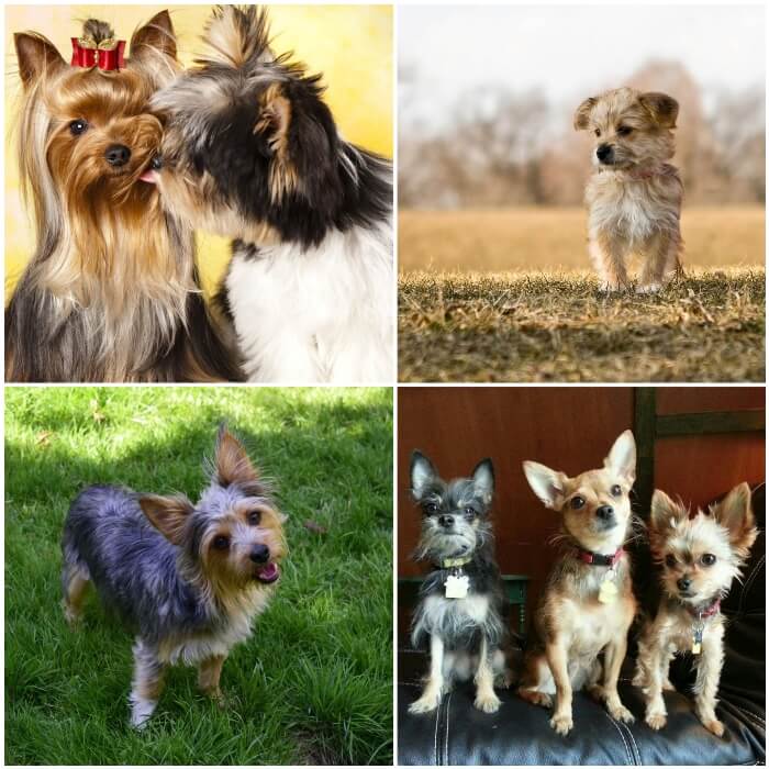 Tipos de yorkie de diseño