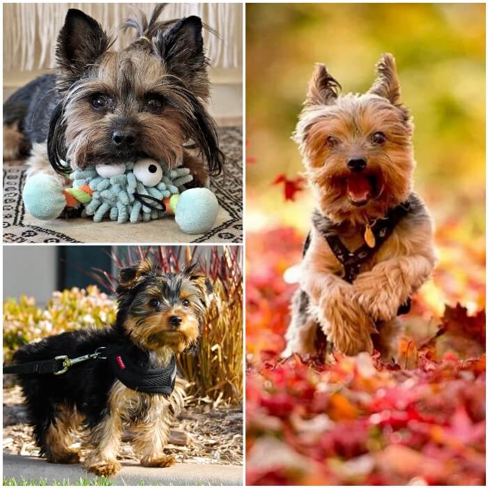 Los cuidados del yorkshire terrier y ejercitación