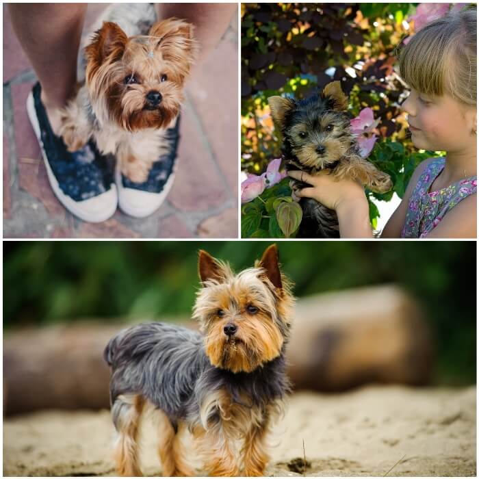 Personalidad del yorkshire terrier