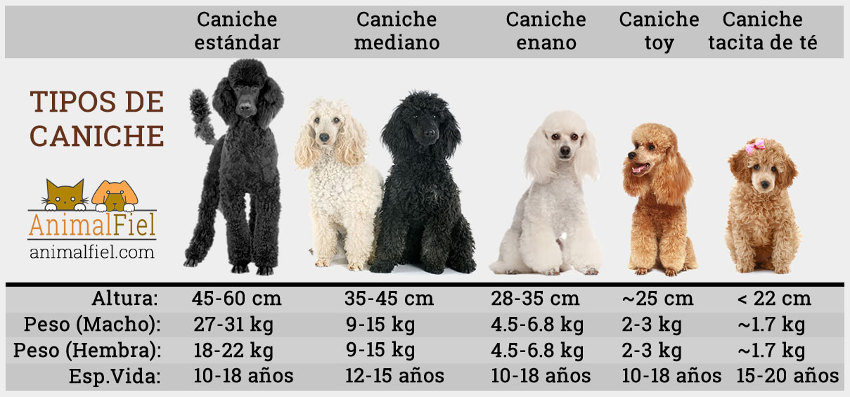 5 Tipos De Caniche Estándar Mediano