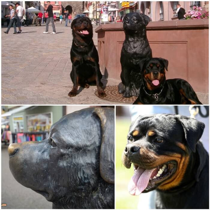 Historia y surgimiento de la raza rottweiler