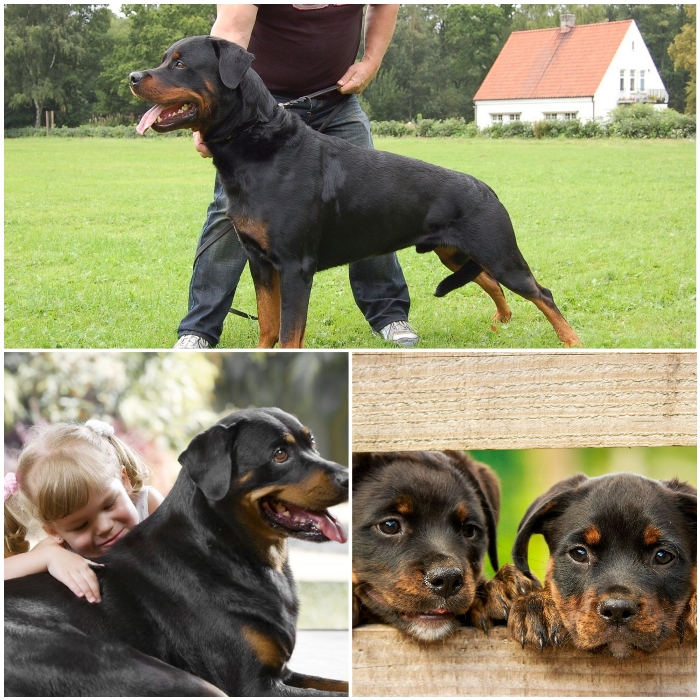 Carácter de la raza rottweiler