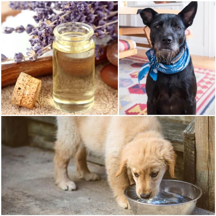 15+ Mejores Remedios Caseros Anti-Pulgas (Perros, Gatos, Casa)