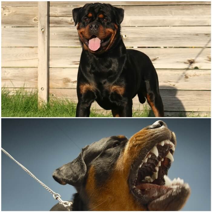 Comportamiento del rottweiler