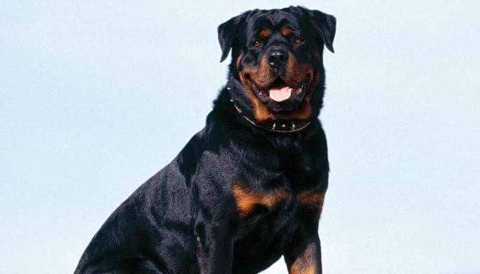 Cuál es el Verdadero Origen del Rottweiler? Historia y Antecedentes