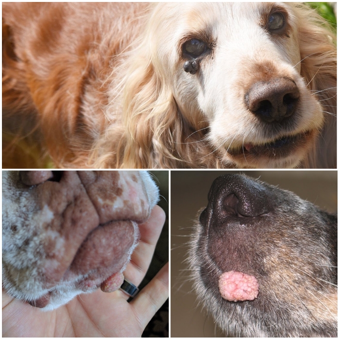 papilomatosis bucal en perros tratamiento