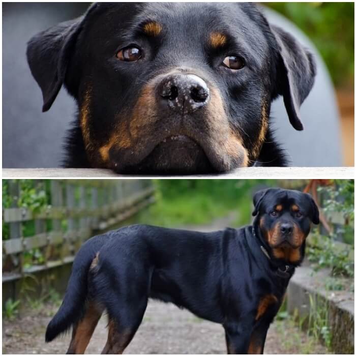 Temperamento y personalidad del rottweiler