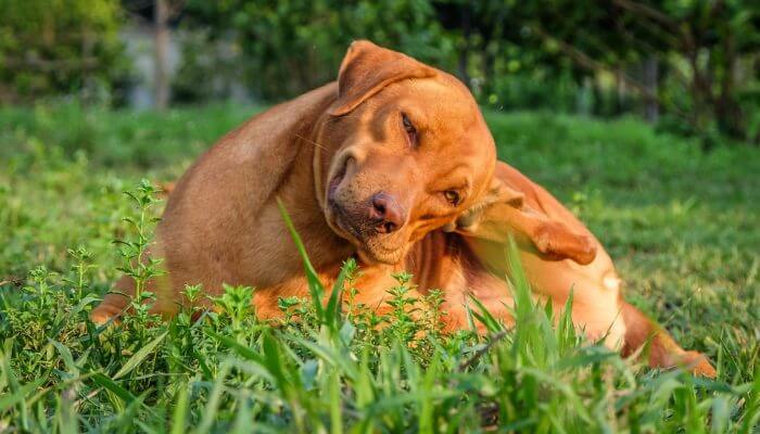 15+ Mejores Remedios Caseros Anti-Pulgas (Perros, Gatos, Casa)