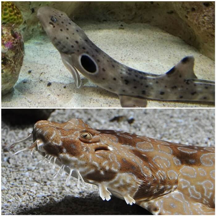 Tiburones de acuario charretera y Wobbegong