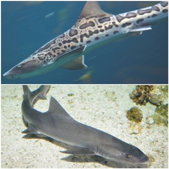 Tiburones de acuario leopardo japonés y musola gris