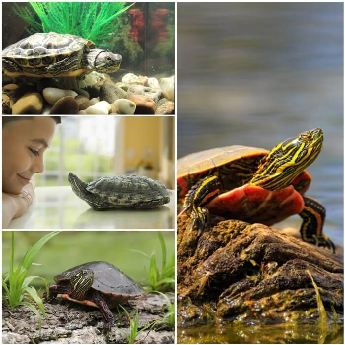 Tortuga de agua dulce como mascota