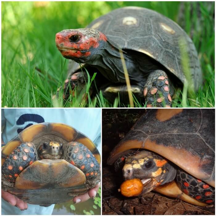 Tortuga de patas rojas mascota