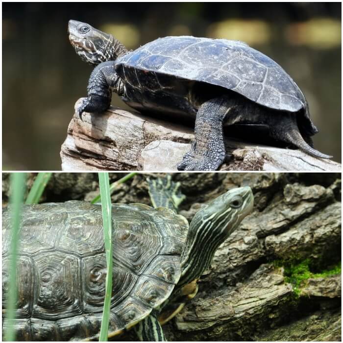 Tortuga del Caspio doméstica