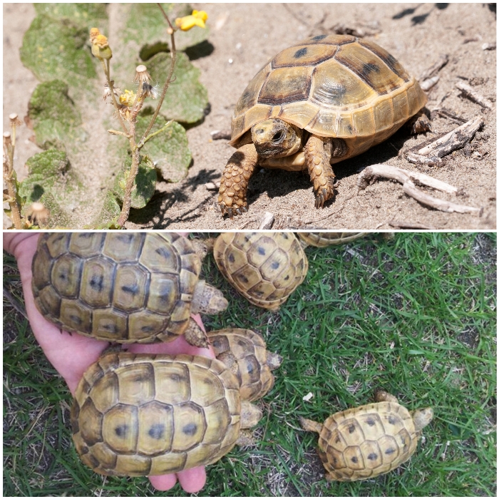 Tortuga griega como mascota