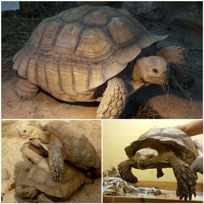 Tortuga sulcata mascota