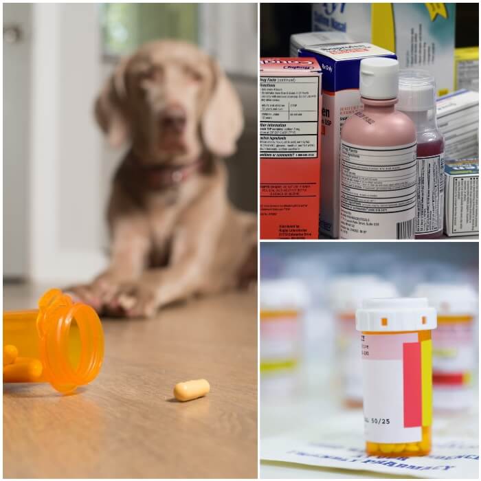 Veneno para perros medicamentos