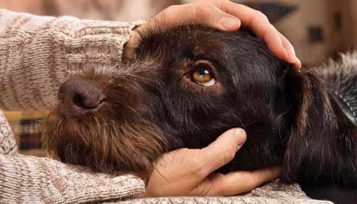 Verrugas (Papiloma) en Perros: Causas, Tipos y 4 Remedios Anti-Verrugas