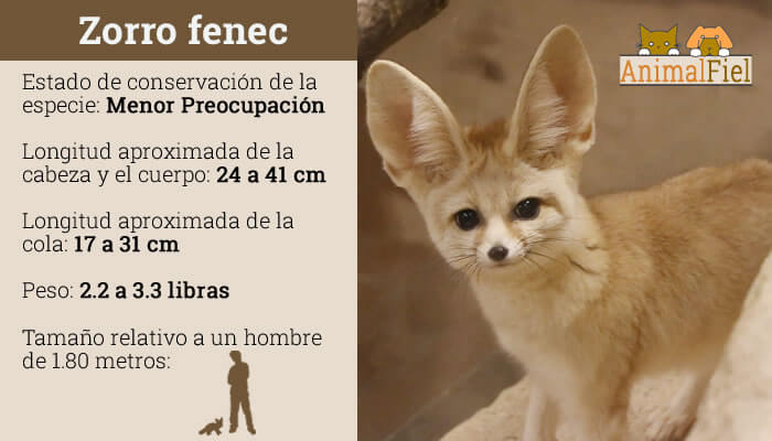 zorro fennec o del desierto