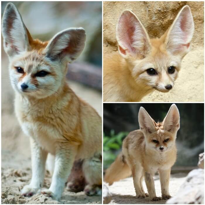 Zorro fennec o del desierto doméstico