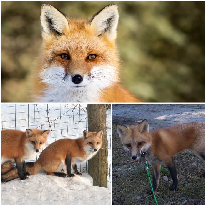 Zorro rojo como animal doméstico