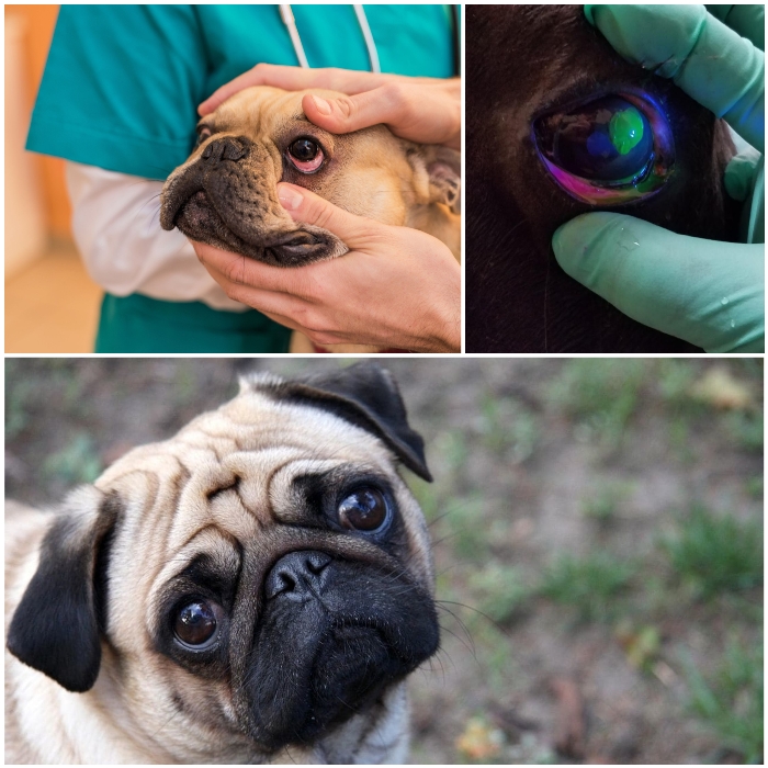 úlcera corneal canina