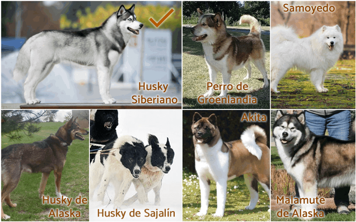 Razas similares al husky siberiano