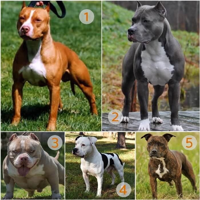 imagen collage con diferentes tipos de pitbulls